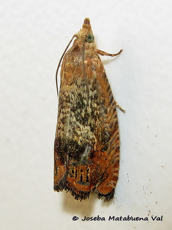 Cydia amplana - Tortricidae